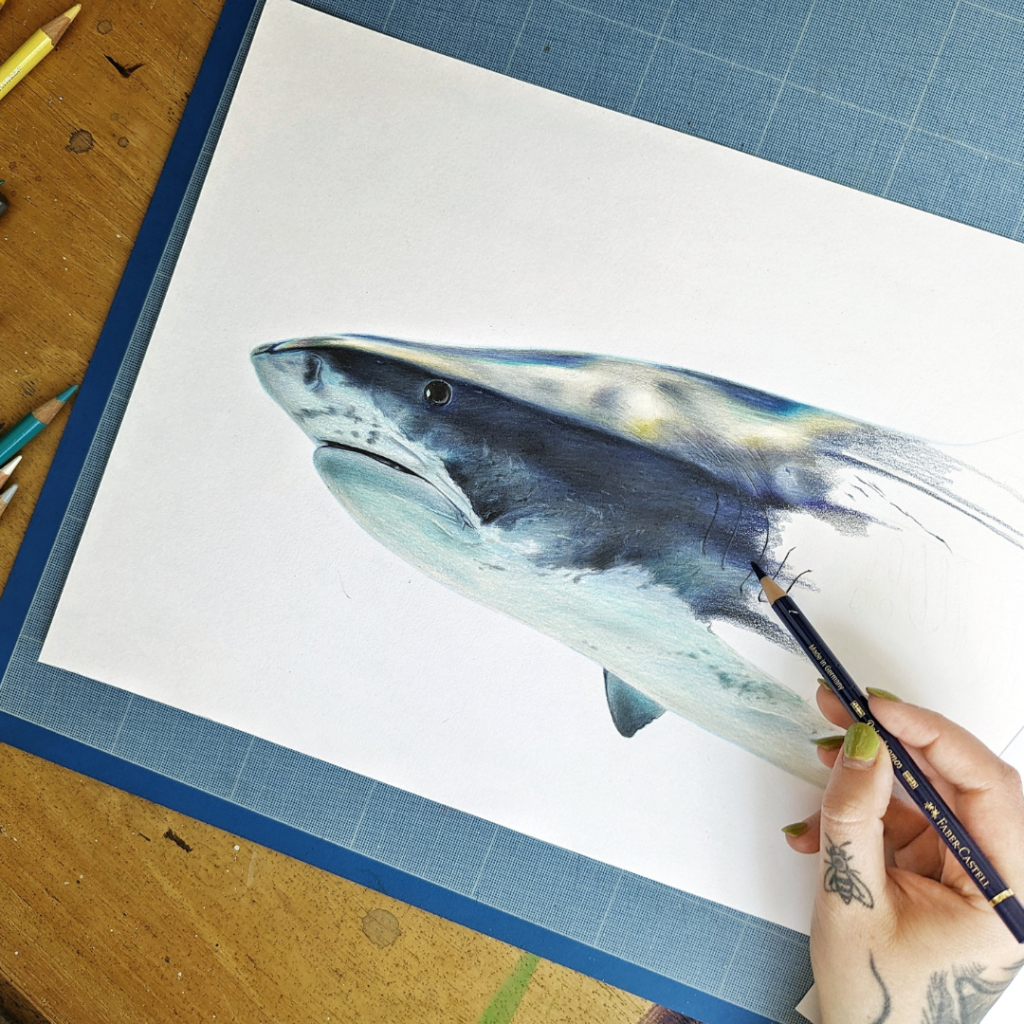 Dessin d’un requin au crayon de couleur par Méline Duhautbois